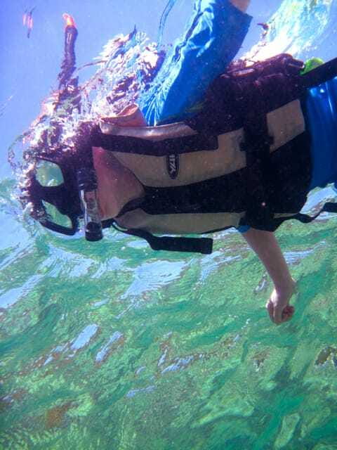 Full-Day Guided Snorkeling Tour from Kota Kinabalu - What you may see below the surface