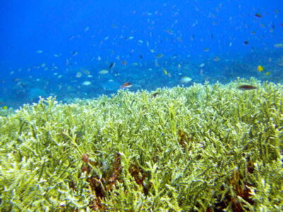 Full-Day Guided Snorkeling Tour from Kota Kinabalu