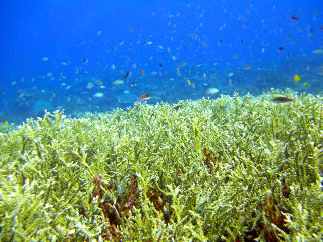 Full-Day Guided Snorkeling Tour from Kota Kinabalu - What the $66 price includes