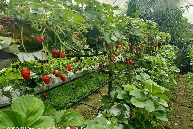 Full Day Mossy Forest Experience - Strawberry picking at Raju Hill