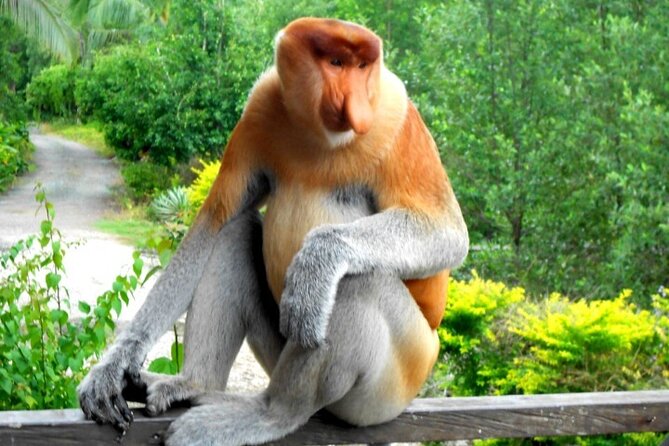 Full Day Orang Utan Sepilok, Proboscis Monkey, Sunbear, RDC - Why this full-day wildlife route works