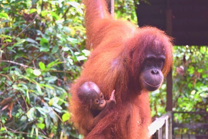 Full Day Orang Utan Sepilok, Proboscis Monkey, Sunbear, RDC - Sun bears, Borneo’s small forest bears