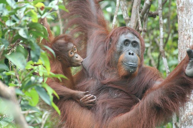 Full-Day Sepilok Orangutan and Proboscis Monkey from Sandakan or Kota Kinabalu - Labuk Bay and the 11:30 am proboscis monkey feeding