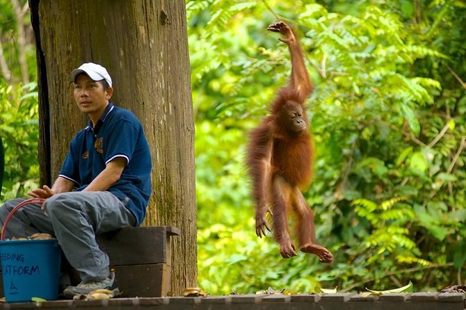 Full-Day Sepilok Orangutan and Proboscis Monkey from Sandakan or Kota Kinabalu - What the educational side adds