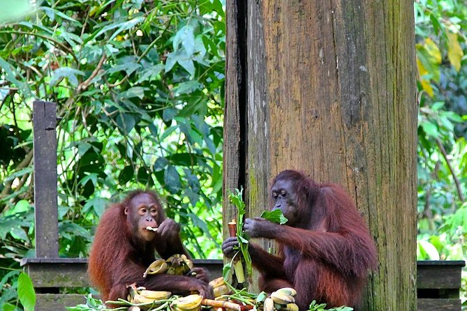 Full-Day Sepilok Orangutan and Proboscis Monkey from Sandakan or Kota Kinabalu - Is $188 a fair price?