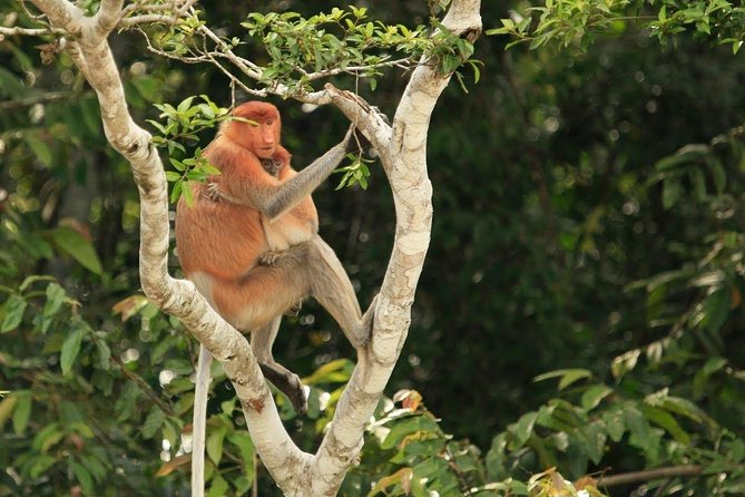Full-Day Sepilok Orangutan and Proboscis Monkey from Sandakan or Kota Kinabalu - How tiring is the 10-hour schedule?