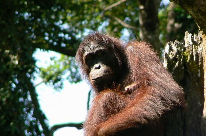 Full-Day Sepilok Orangutan and Sandakan City Trail from Kota Kinabalu - Key points at a glance