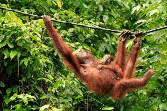 Full-Day Sepilok Orangutan and Sandakan City Trail from Kota Kinabalu - Malay lunch keeps the day grounded