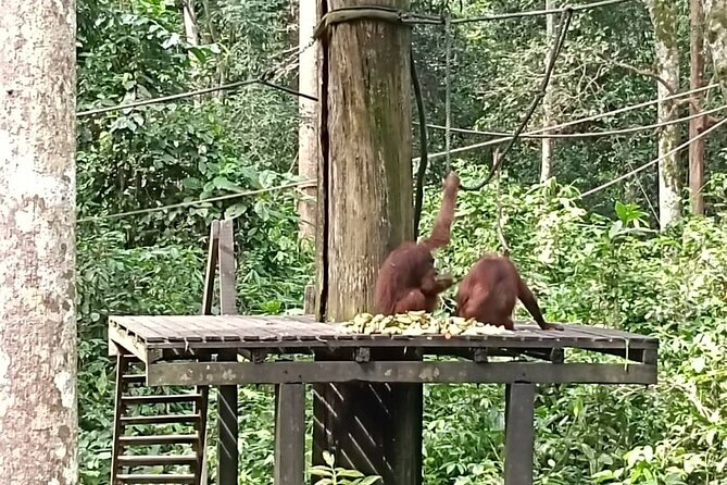 Full-Day Sepilok Orangutan and Sandakan City Trail from Kota Kinabalu - Sandakan shows a different side of Sabah