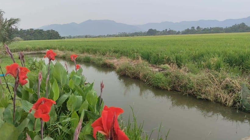George Town: Balik Pulau Countryside Morning Cycling Tour - Why Balik Pulau makes a fine change from George Town
