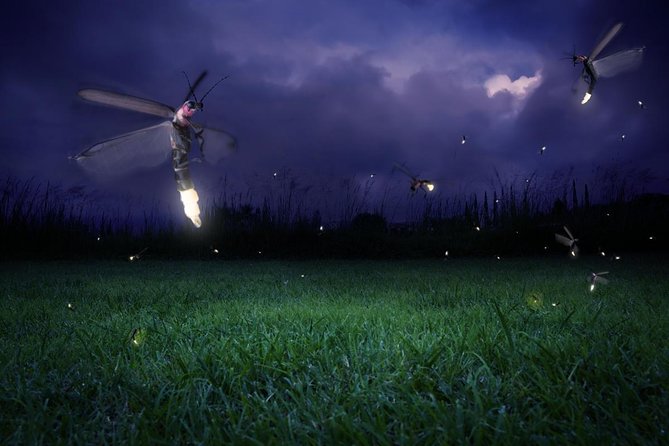 Glowing Kuala Selangor Firefly Tour - Key points at a glance