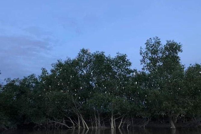 Glowing Kuala Selangor Firefly Tour - Should you add Blue Tears?