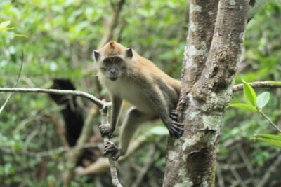 Half-Day Geopark Cruise from Langkawi
