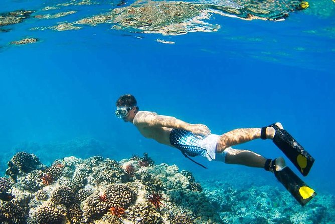 Island Hopping Tour (2 Island) From Kota Kinabalu - What snorkeling is really like on this trip