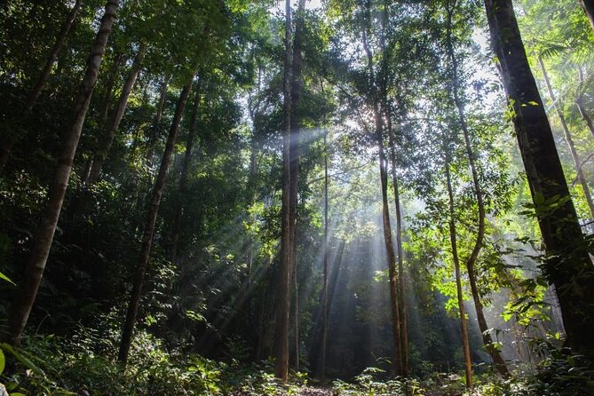 Jungle Odyssey: Unleash Your Adventure in Taman Negara! - The 6:00 am departure from Kuala Lumpur
