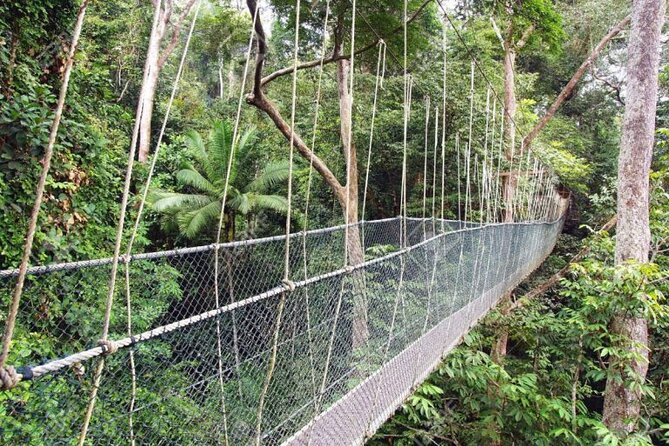 Jungle Odyssey: Unleash Your Adventure in Taman Negara! - Who will get the most from this day
