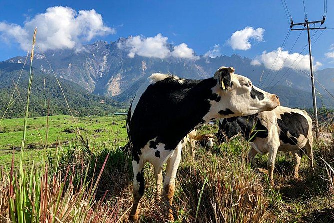 Kinabalu Park With Rumah Terbalik & Desa Cow Farm - Guide commentary and group size