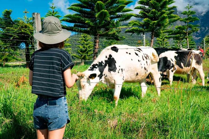 Kinabalu Park With Rumah Terbalik & Desa Cow Farm - Who should book this tour