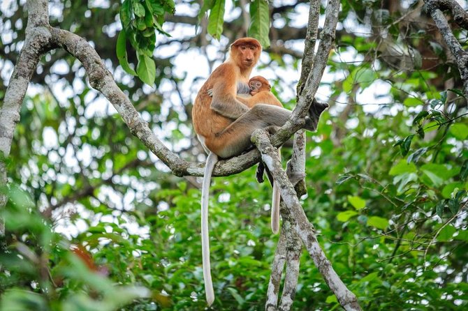 Kinabatangan River Cruise from Sandakan - Reaching the Kinabatangan from Sandakan