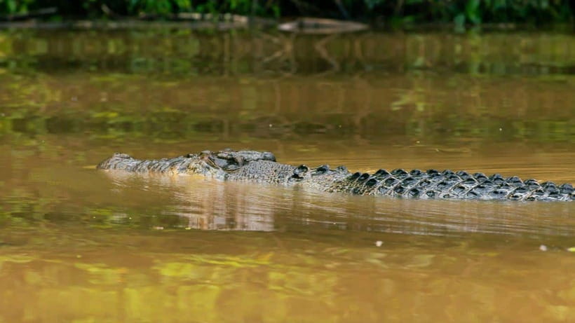 Kinabatangan River Trip from Sandakan with Lunch Included - What the Kinabatangan trip is really about