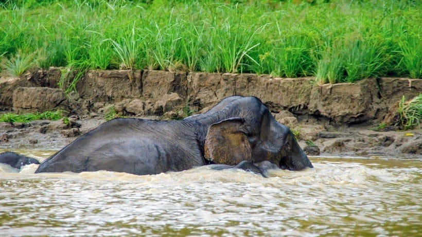 Kinabatangan River Trip from Sandakan with Lunch Included - The long road to Bilit