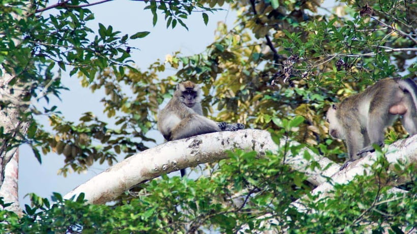 Kinabatangan River Trip from Sandakan with Lunch Included - Why two hours on the water can feel short