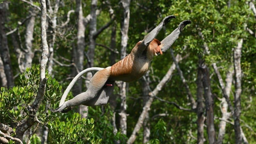 Kinabatangan River Trip from Sandakan with Lunch Included - Is $204 a fair price?