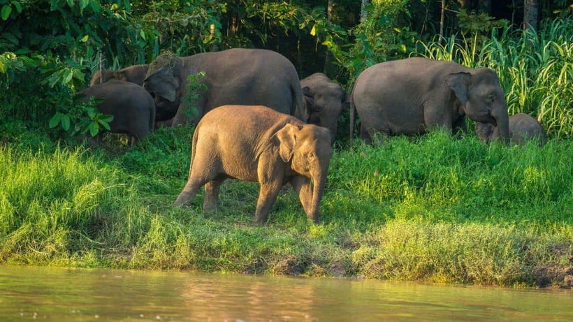 Kinabatangan River Trip from Sandakan with Lunch Included - Leaving Sandakan and reaching Sepilok