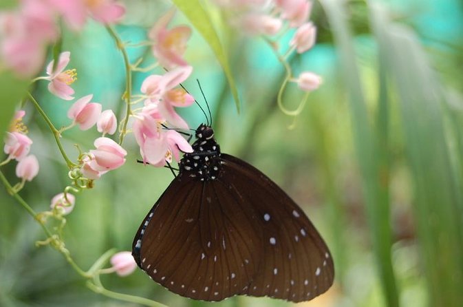 KL Butterfly Park Admission with Kuala Lumpur Famous Landmarks - The National Monument and Kuala Lumpur’s green center