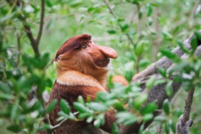 Klias Wildlife Safari River Cruise – Proboscis Monkey & Fireflies