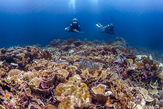 Kota Kinabalu Leisure Scuba Diving Trip (3 Dives) - Three underwater sites in Tunku Abdul Rahman Marine Park