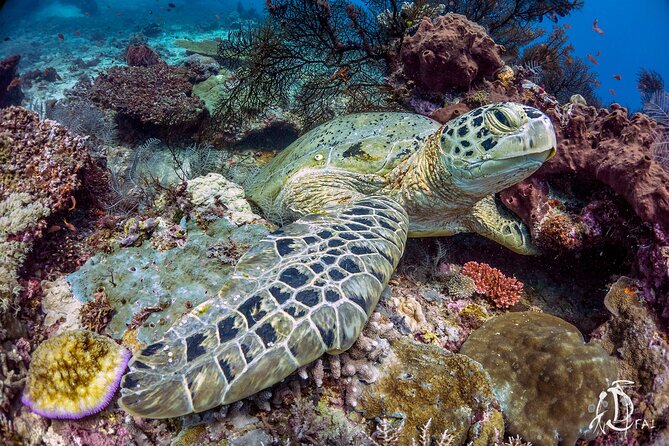Kota Kinabalu Leisure Scuba Diving Trip (3 Dives) - What the $130.16 price actually covers