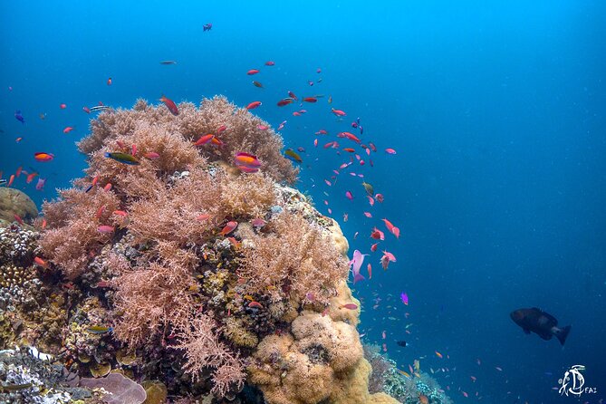 Kota Kinabalu Leisure Scuba Diving Trip (3 Dives) - Timing, group size, and the return to Kota Kinabalu