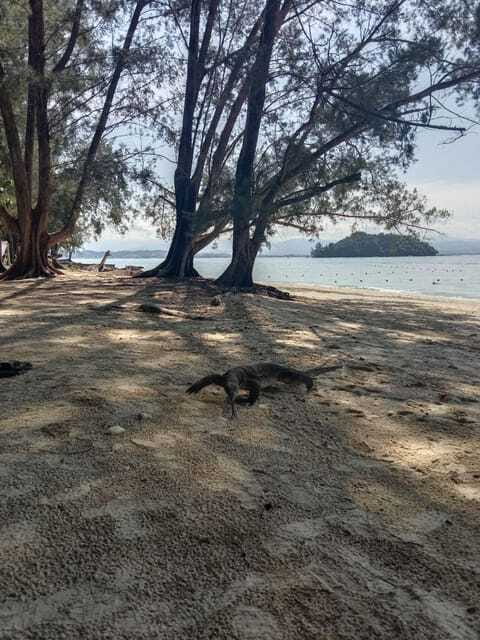 Kota Kinabalu: Manukan & Sapi Islands Snorkeling with Lunch - What the guide adds to a shared tour