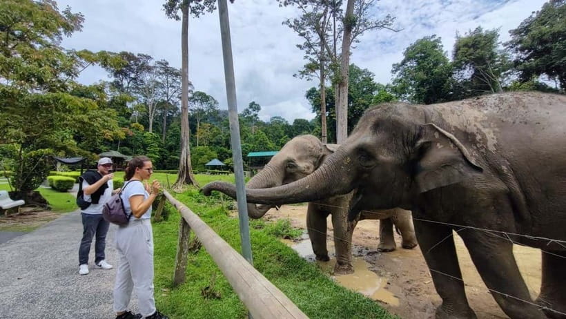 Kuala Lumpur: Batu Caves & Kuala Gandah Elephant Sanctuary - What this seven-hour day is really like