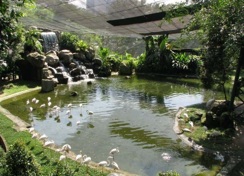 Kuala Lumpur: Bird Park, Butterfly & Garden Private Tour - Why KL Bird Park is the main event