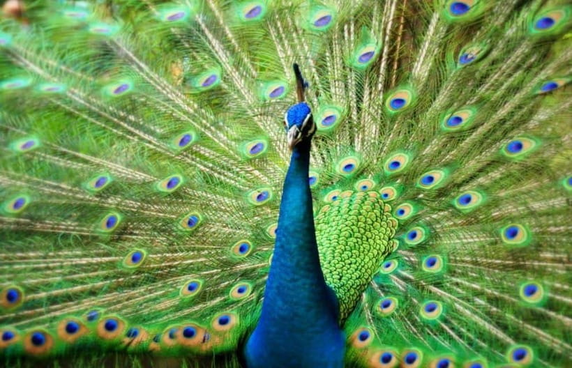 Kuala Lumpur: Bird Park, Butterfly & Garden Private Tour - Orchid and Hibiscus Gardens, a gentler final stop