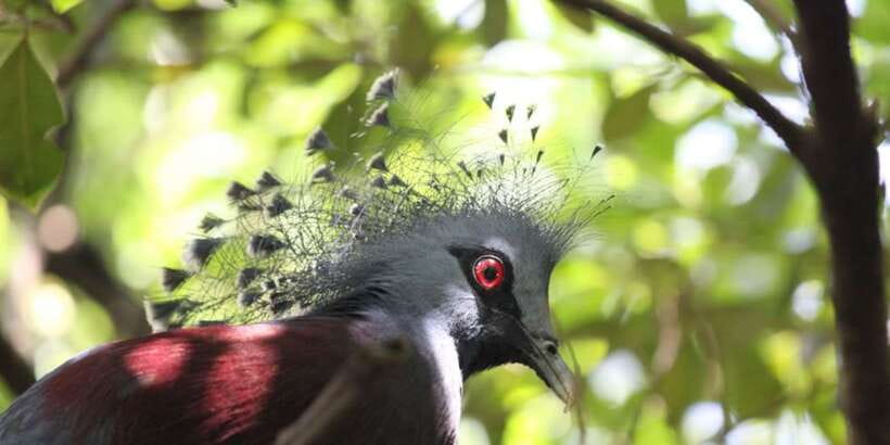 Kuala Lumpur: Bird Park, Butterfly & Garden Private Tour - Perdana Botanical Garden, ASEAN Garden, and the lake route