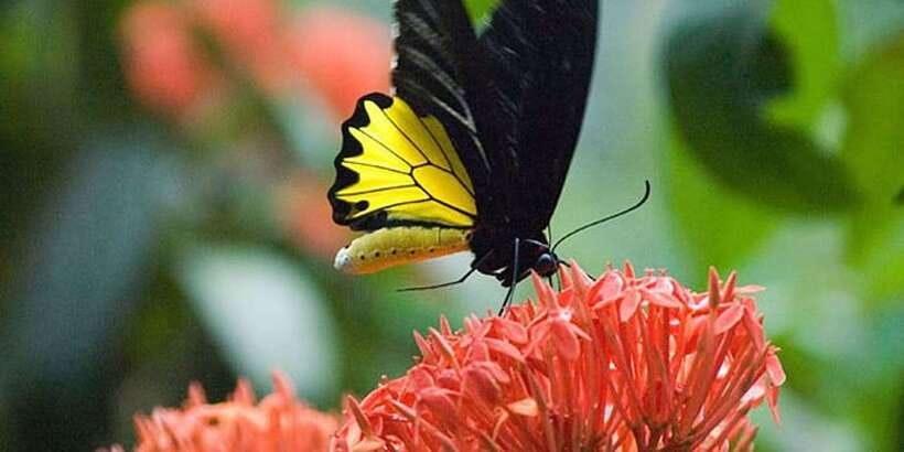 Kuala Lumpur: Bird Park, Butterfly & Garden Private Tour - How the four hours are likely to feel