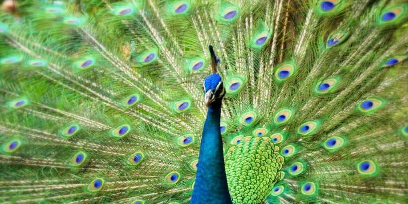 Kuala Lumpur: Bird Park, Butterfly & Garden Private Tour - Pickup, vehicle, and city convenience