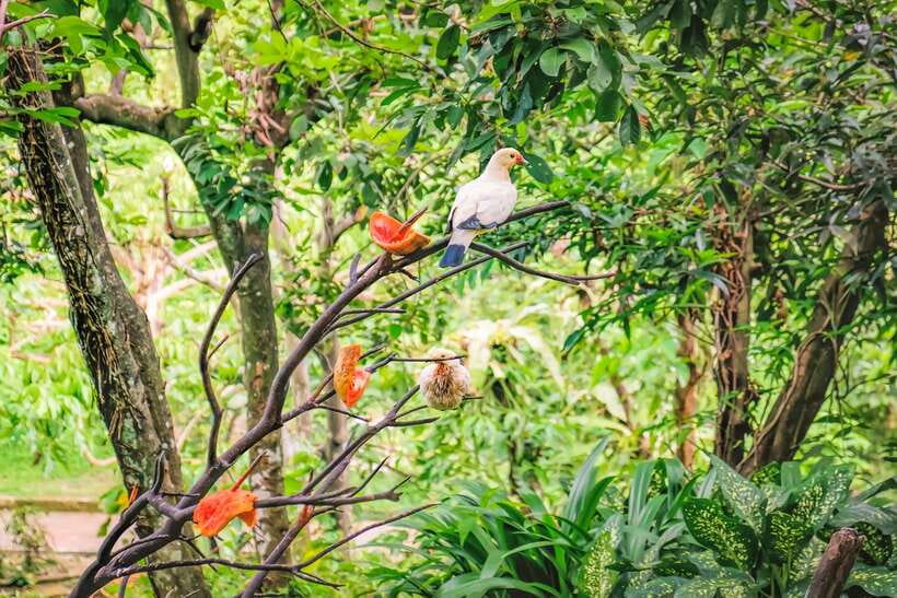 Kuala Lumpur: Bird Park Day Ticket & 1-Way Transfer - Key points to know before you book