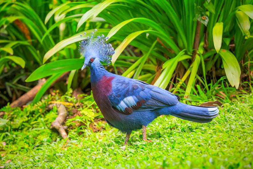 Kuala Lumpur: Bird Park Day Ticket & 1-Way Transfer - What makes Kuala Lumpur Bird Park different
