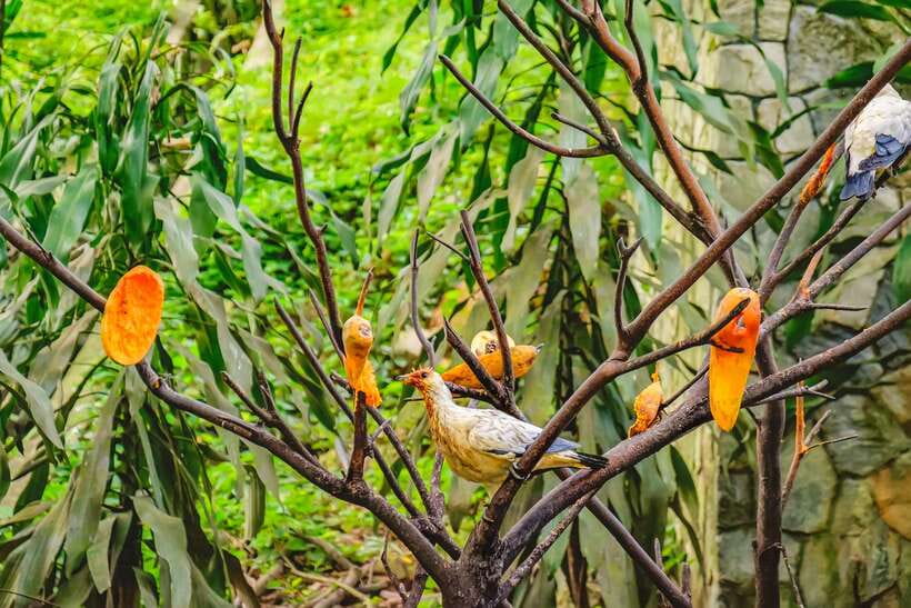 Kuala Lumpur: Bird Park Day Ticket & 1-Way Transfer - Hornbill Park and the park’s natural rhythm