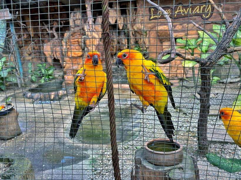 Kuala Lumpur: Bird Park Day Ticket & 1-Way Transfer - How much time should you allow?