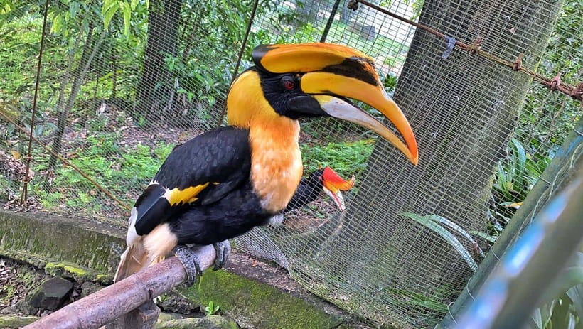Kuala Lumpur: Bird Park Day Ticket & 1-Way Transfer - The one-way transfer: convenient, with limits