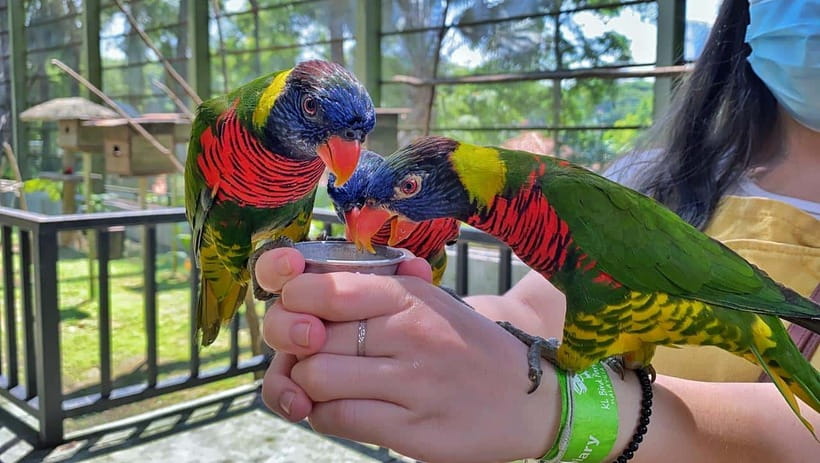 Kuala Lumpur: Bird Park Day Ticket & 1-Way Transfer - Is $30 good value?
