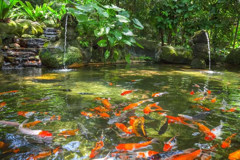 Kuala Lumpur: Bird Park Day Ticket & 1-Way Transfer - Zones 1, 2, and 3: the free-flight heart of the park
