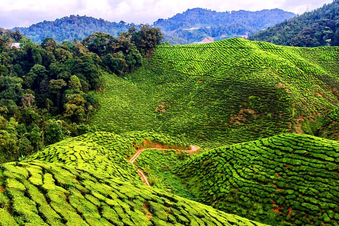 Kuala Lumpur: Cameron Highlands & Batu Caves Private Day Tour - Lunch and a walk through Tanah Rata