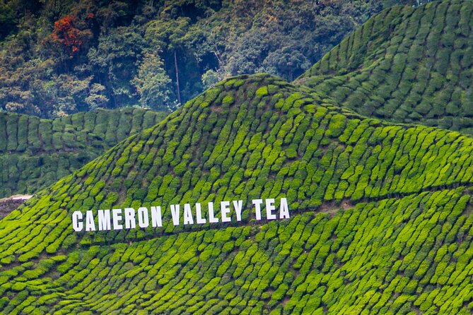 Kuala Lumpur: Cameron Highlands & Batu Caves Private Day Tour - BOH Sungai Palas Tea Centre and the best tea stop