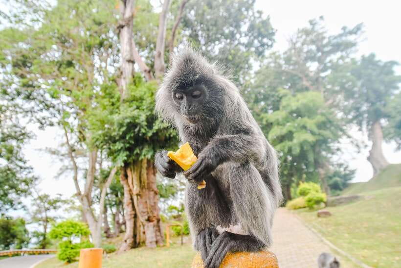 Kuala Lumpur: City Sights, Batu Caves and Fireflies Day Trip - Kuala Lumpur in one busy morning